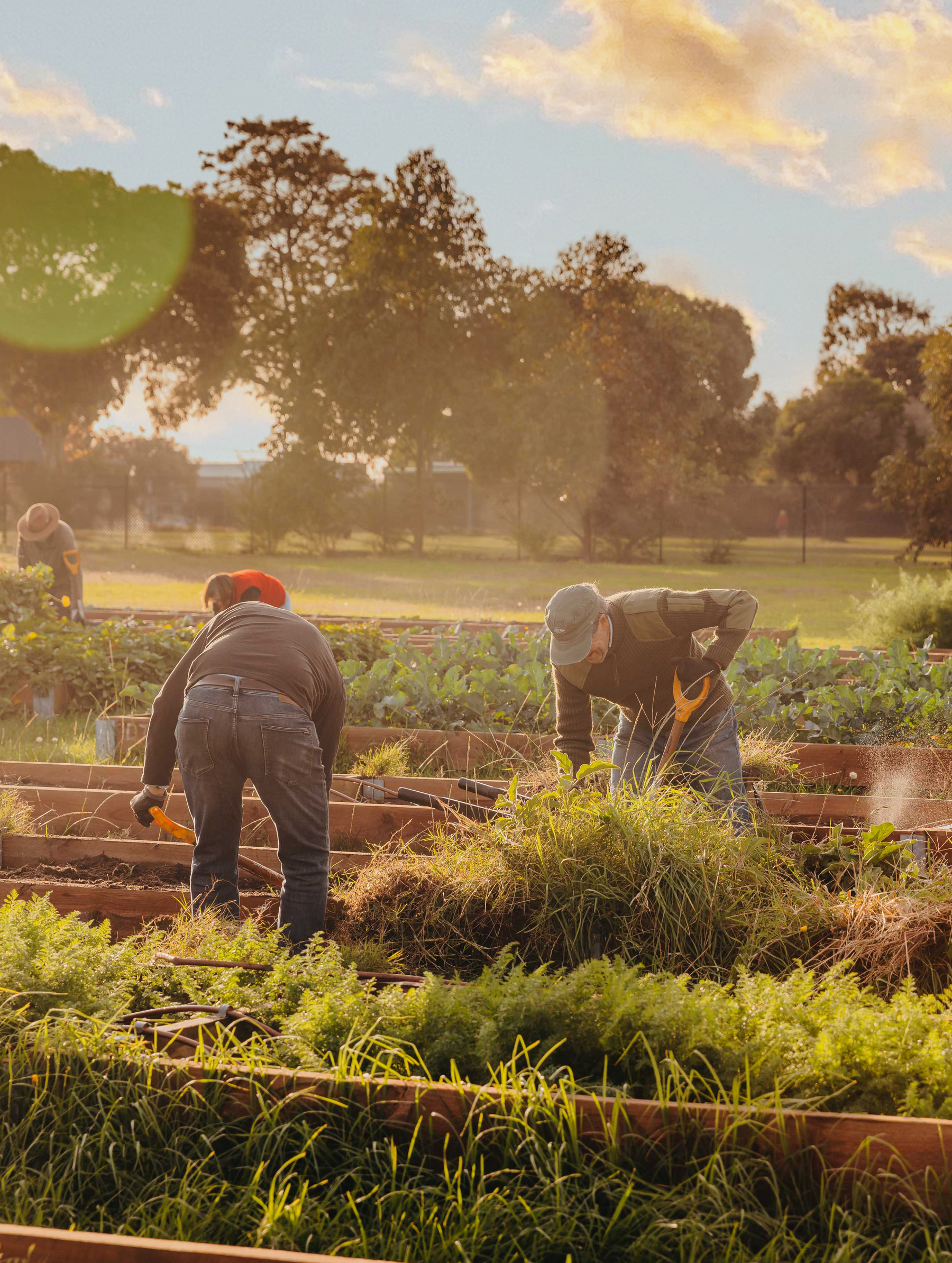 Fareshare volunteers working in a field